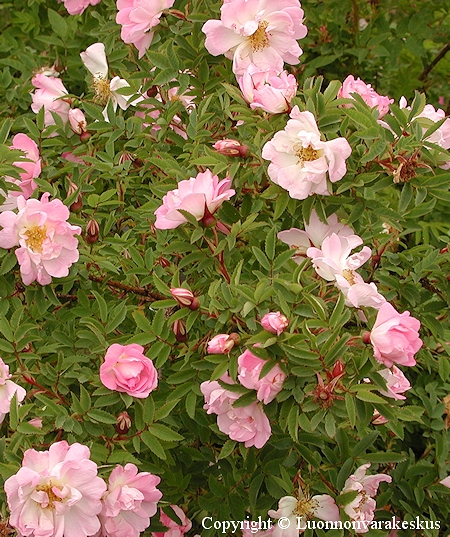 Rosa Spinosissima-Ryhm 'Kerisalo'
